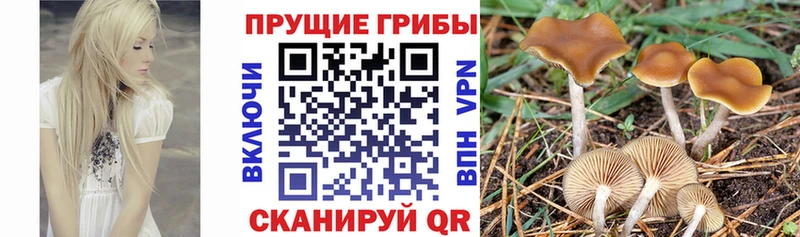 Галлюциногенные грибы Magic Shrooms  mega зеркало  Вологда 